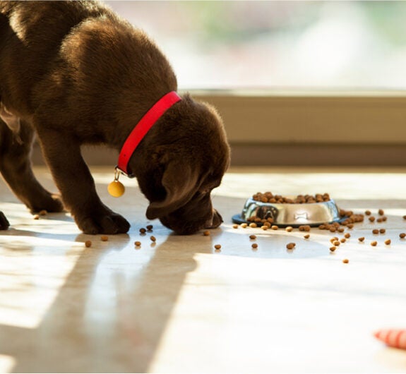 Wellness Pet: Holistic Select