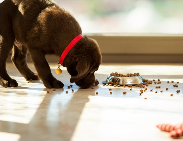 dog eating kibble off floor