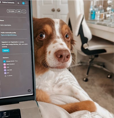 ute dog next to a laptop